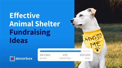 fundraising ideas for animal shelters|18 Effective Animal Shelter Fundraising Ideas .
